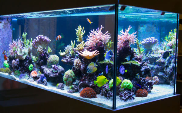 Aquarium modern dan canggih dengan pencahayaan LED yang dapat disesuaikan